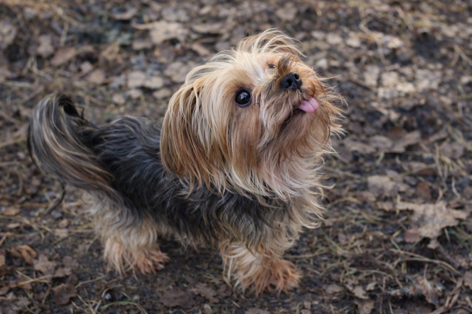 Luna the dog